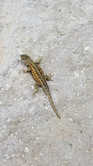 Sceloporus subniger