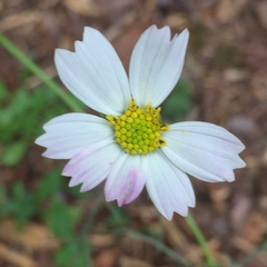Cosmos parviflorus