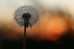 Taraxacum officinale