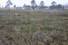 Leucadendron elimense elimense