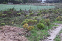 Leucadendron modestum
