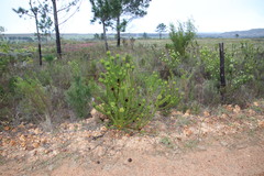 Leucadendron elimense elimense