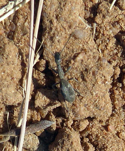 Common Ant-mimic Ground Beetle