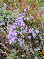 Eritrichium sericeum