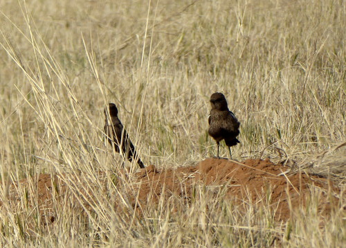 Southern Anteater-Chat