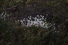 Edmondia