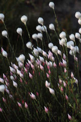 Edmondia