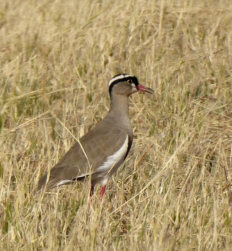 Crowned Lapwing