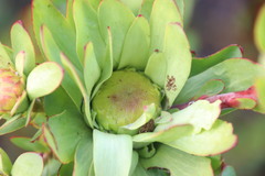 Leucadendron elimense elimense