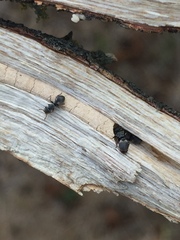 Cephalotes texanus