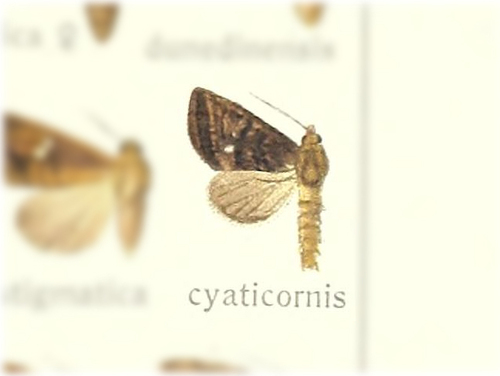 Elusa cyathicornis (Walker, 1862)