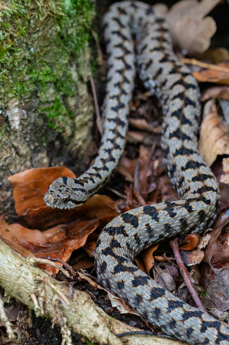 Vipera comune