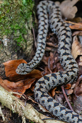 Asp Viper photo 5