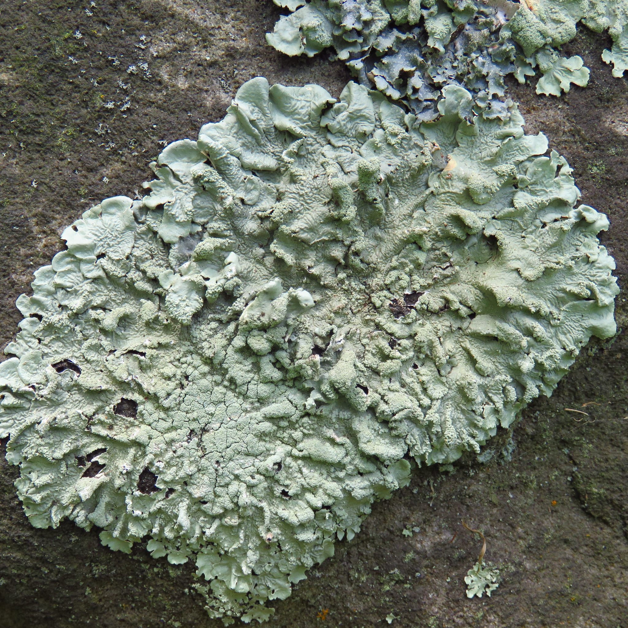 Flavoparmelia image