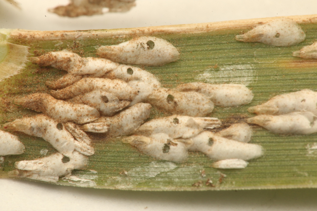 Duplachionaspis natalensis