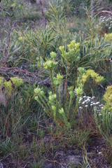 Leucadendron elimense elimense