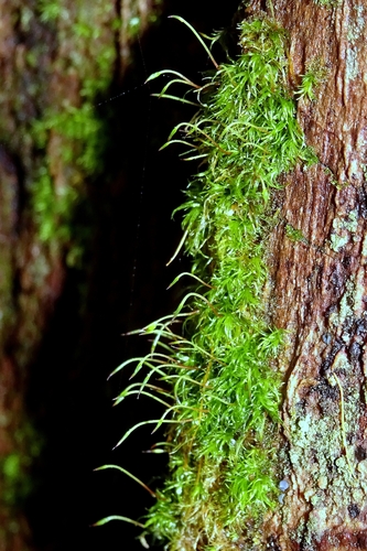 Image of Orthodontium lineare by no rights reserved