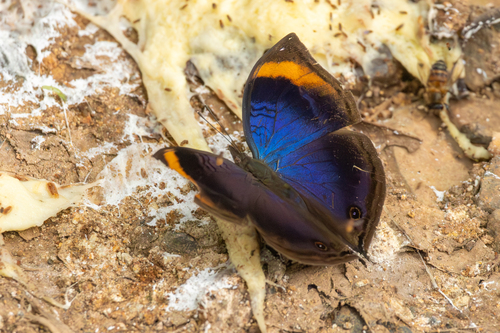 Blue Leaf Butterfly
