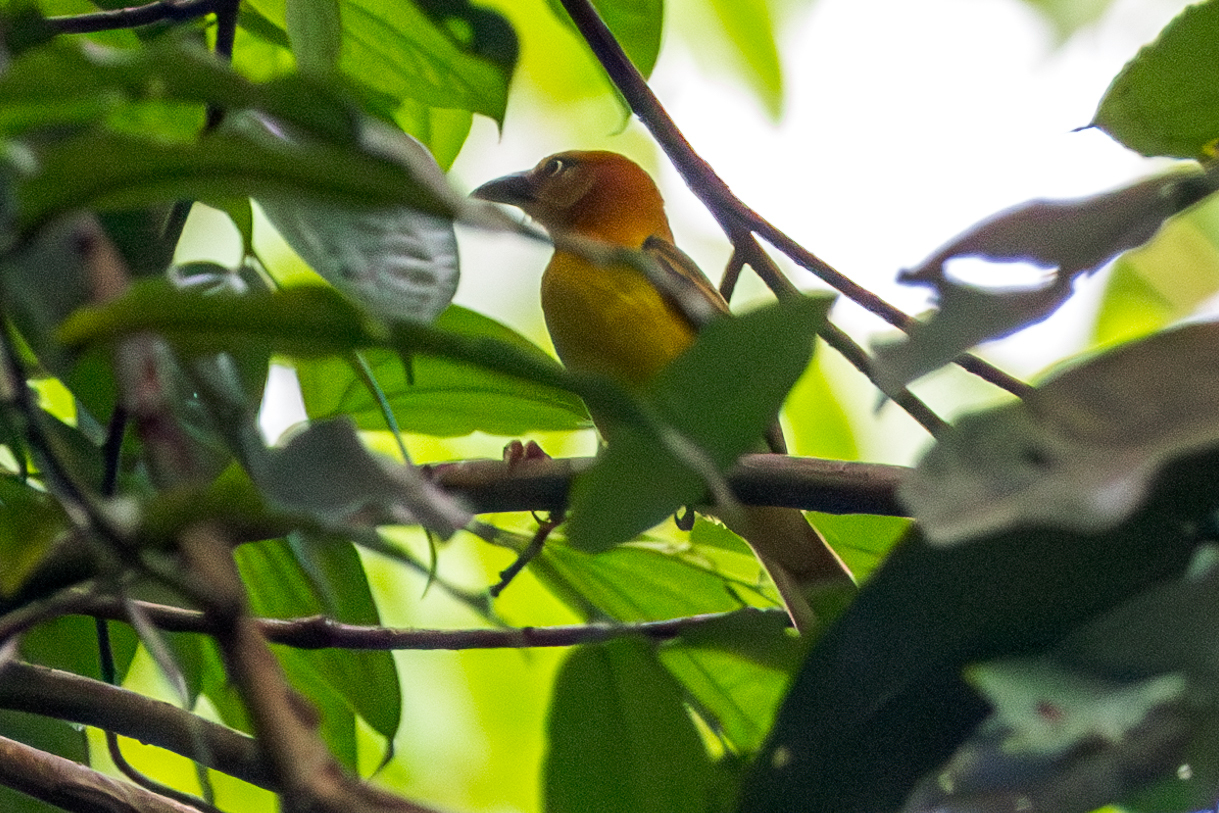 Principe Weaver (Ploceus princeps), photo 2