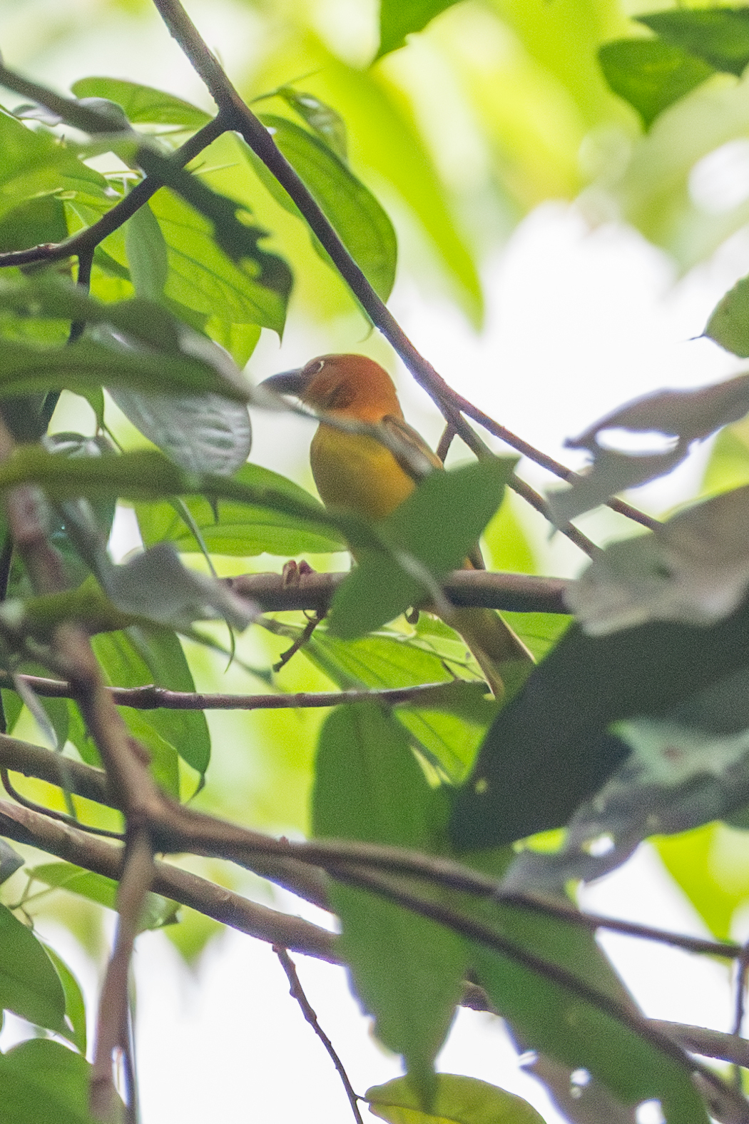 Principe Weaver (Ploceus princeps), photo 3