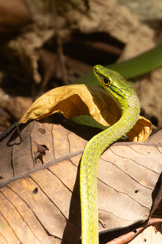 Principe Green Snake