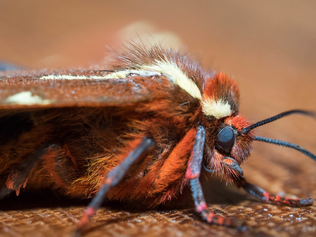St. Lawrence Tiger Moth