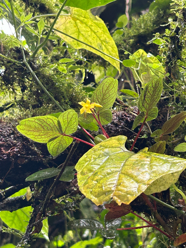 Oxalis ecuadorensis (Oxalis ecuadorensis)