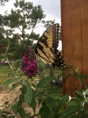 Papilio glaucus