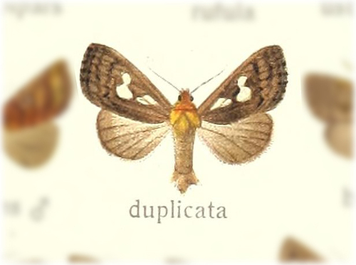 Elusa duplicata