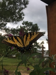 Papilio glaucus