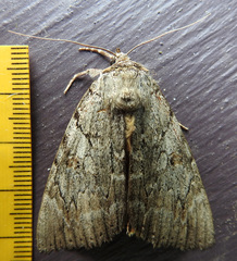 Catocala subnata