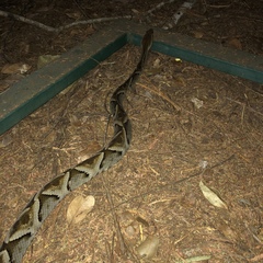 Bothrops moojeni