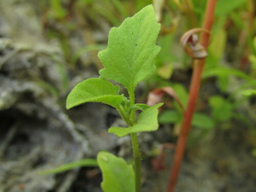 Solanum sanfurgoi, photograph 4