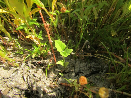 Solanum sanfurgoi, photograph 5