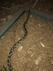 Bothrops moojeni