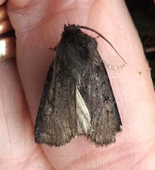 Euxoa velleripennis