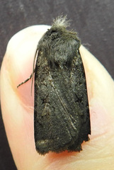 Euxoa velleripennis