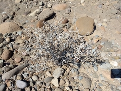 Tidestromia suffruticosa
