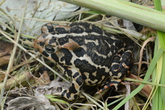 Anaxyrus americanus copei