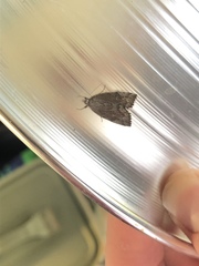 Cutina albopunctella