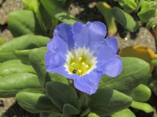 Nolana paradoxa, photograph 1