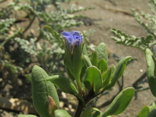 Image of Nolana paradoxa by (c) Bruno Avilez, some rights reserved (CC BY)