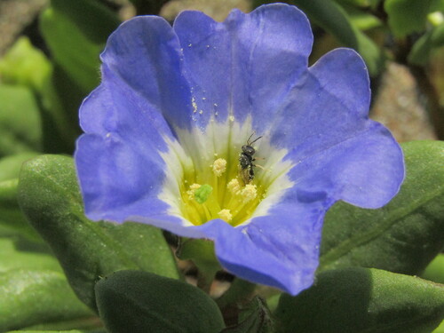 Nolana paradoxa, photograph 2