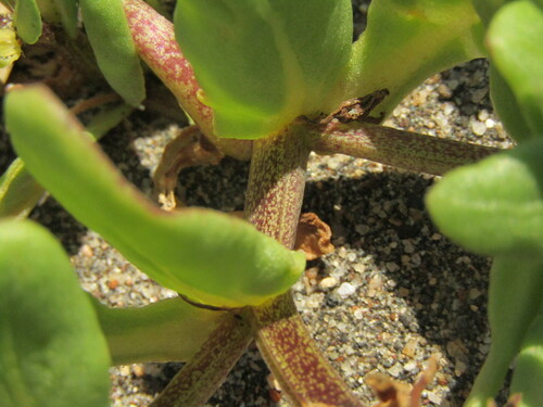 Nolana paradoxa, photograph 6