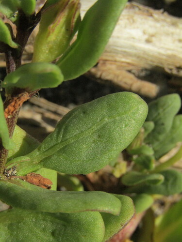 Nolana paradoxa, photograph 4