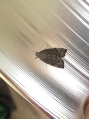 Cutina albopunctella