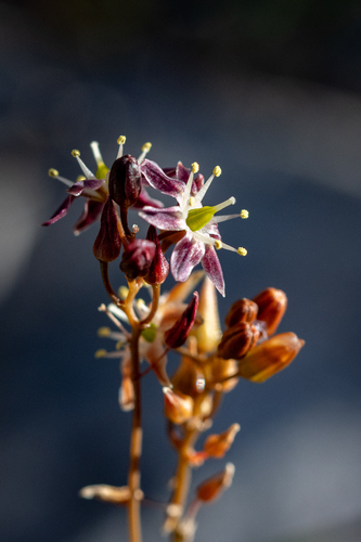 Drimia salteri