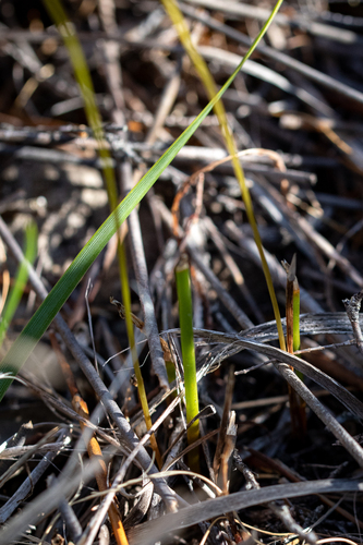 Drimia salteri