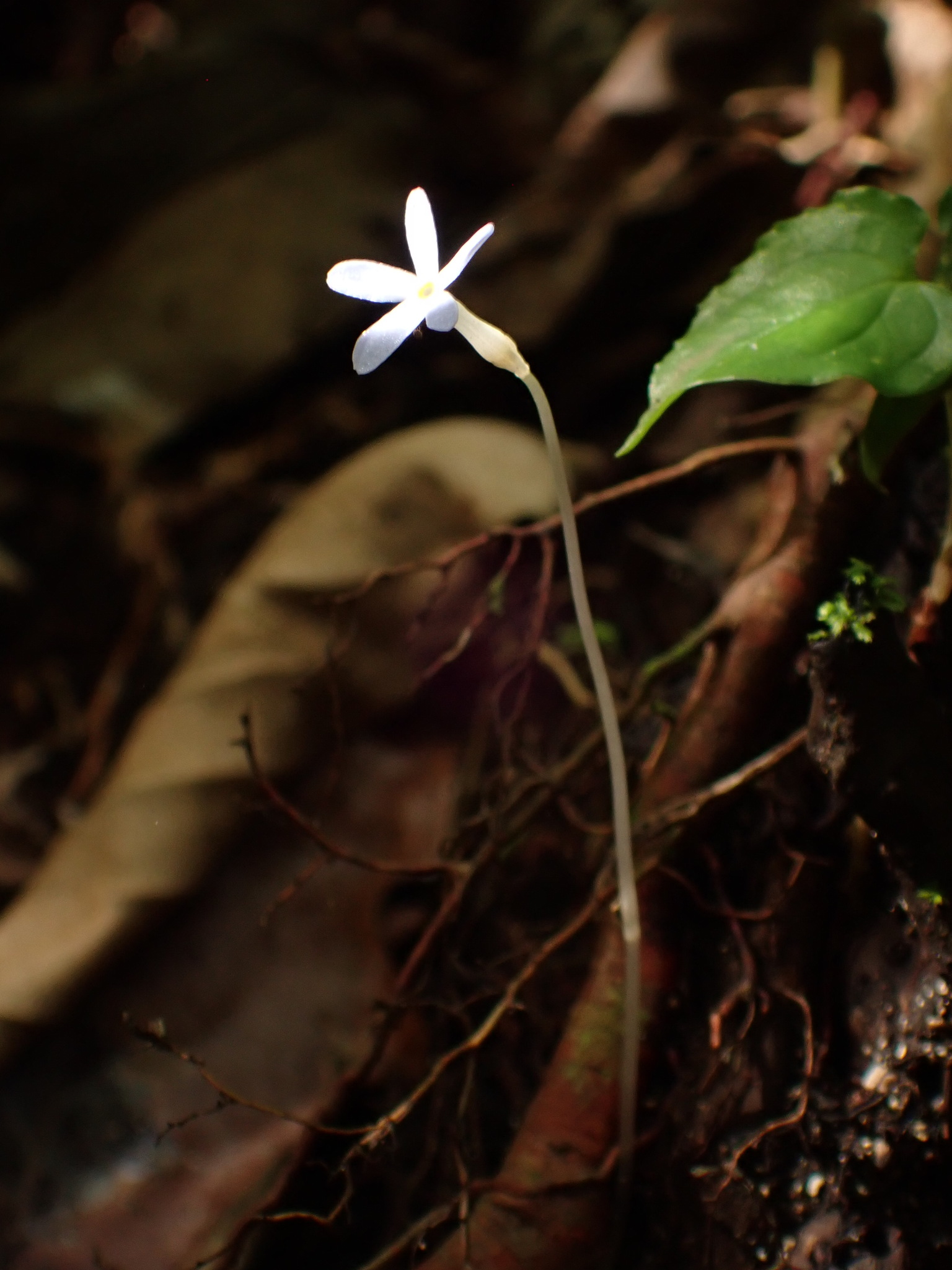 Imagem de Flor-de-fantasma