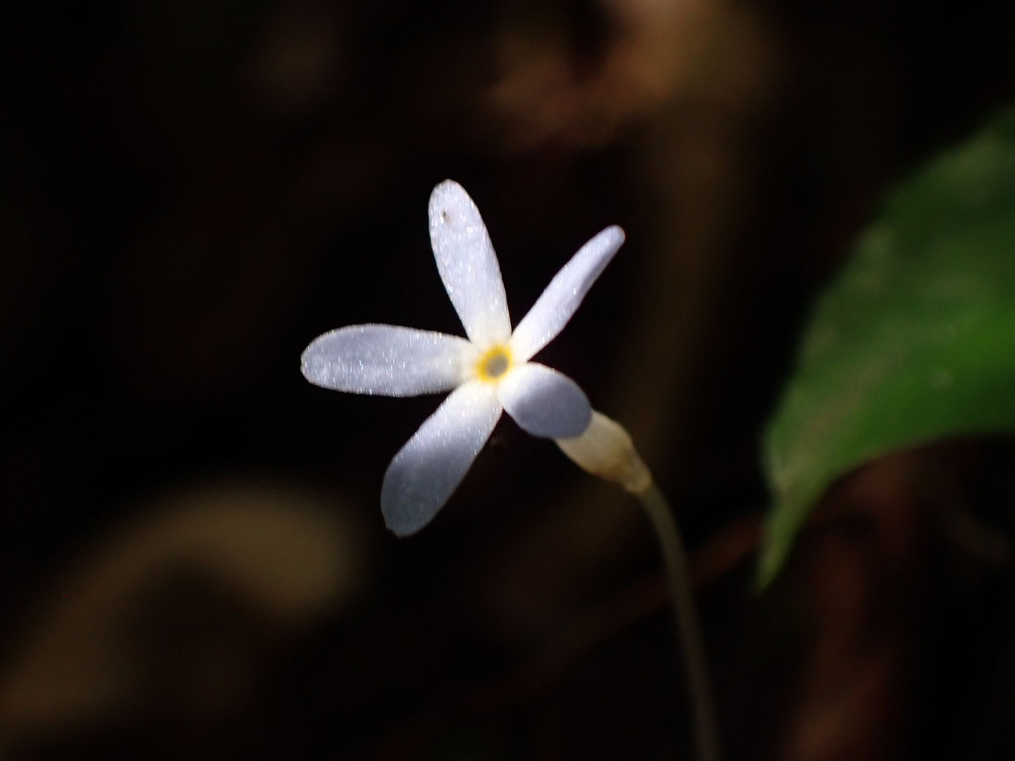 Imagem de Flor-de-fantasma